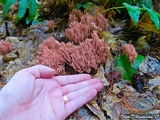 Ramaria araiospora image