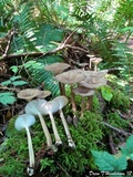 Gerronema atrialbum image