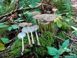 Gerronema atrialbum image