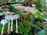 Gerronema atrialbum image