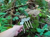 Gerronema atrialbum image