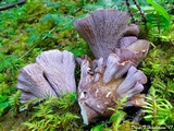 Gomphus clavatus image