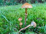 Cystoderma amianthinum image
