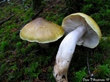 Tricholoma sejunctum image