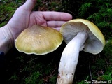 Tricholoma sejunctum image