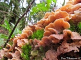 Merulius tremellosus image