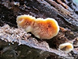 Merulius tremellosus image