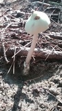 Amanita williamsiae image