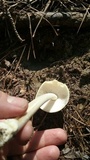 Amanita williamsiae image