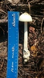 Amanita williamsiae image