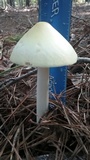 Amanita williamsiae image