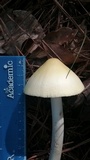 Amanita williamsiae image