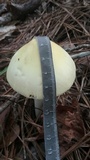 Amanita williamsiae image