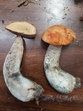 Leccinum versipelle image