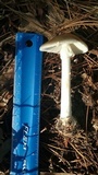 Amanita brunnescens image