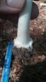 Amanita brunnescens image
