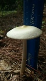 Amanita williamsiae image