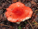 Russula cremoricolor image