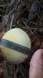 Amanita williamsiae image