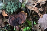 Coltricia montagnei image