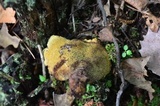 Coltricia montagnei var. montagnei image