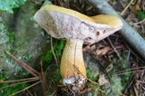 Tylopilus felleus image