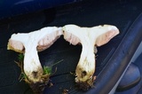 Tylopilus felleus image