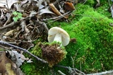 Russula ochroleucoides image