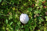 Amanita canescens image