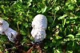 Amanita canescens image