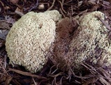 Ramaria stricta image