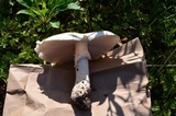 Amanita canescens image