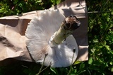 Amanita canescens image