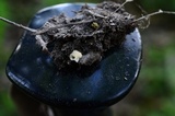 Postia ptychogaster image