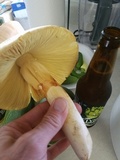 Amanita cochiseana image