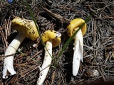 Amanita cochiseana image