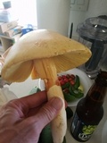 Amanita cochiseana image