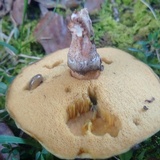 Suillus cothurnatus image