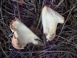 Albatrellus confluens image