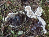 Hydnellum suaveolens image