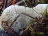 Hydnellum suaveolens image