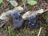Hydnellum suaveolens image