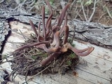 Alloclavaria purpurea image