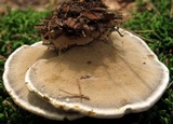 Onnia tomentosa image