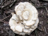 Bondarzewia berkeleyi image