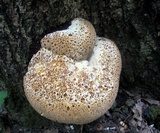 Inonotus dryadeus image