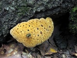 Inonotus dryadeus image