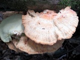 Laetiporus huroniensis image