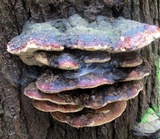 Fomitopsis mounceae image