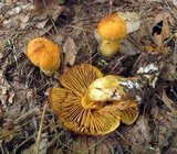 Cortinarius limonius image